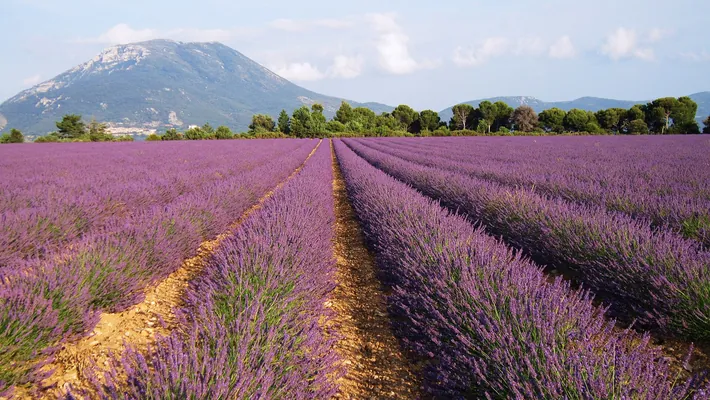 Lavender field in Roumoules